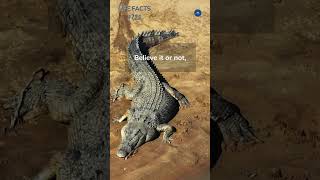 721 Ancient Appetite How Long Can Crocodiles REALLY Live [upl. by Denise]