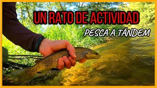 Un rato de gran actividad de truchas Pesca a tándem flyfishing catchandrelease trout fishing [upl. by Ahseiuqal]