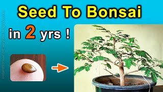 How To Grow Bonsai Trees From Seed  Subtitles Available [upl. by Ennywg91]