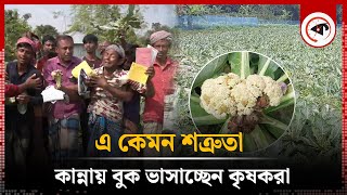 কৃষকের সঙ্গে এ কেমন শত্রুতা  Cauliflower Cultivation  Rajshahi  Kalbela [upl. by Eimme]