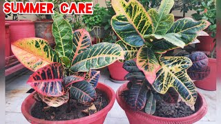 Croton plant care croton summer care why croton leaves fall croton organic fertilizer khaad [upl. by Clapper]