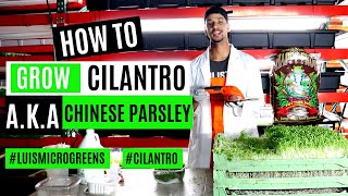 HOW TO GROW MICROGREEN CILANTRO CORIANDER CHINESE PARSLEY OR DHANIA [upl. by Manvell864]