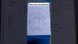 Structure of placenta  placenta ka diagram shorts yt short bss loyal shail [upl. by Attegroeg]