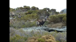 GREDOS IBEX HUNT 2024 PRO HUNTING SPAIN [upl. by Pip708]