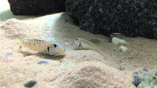 Xenotilapia ochrogenys Kekese mating [upl. by Aube]