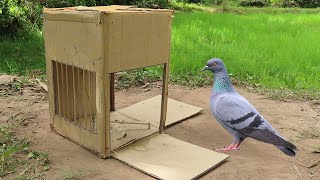 Creative Pigeon Trap Using Cardboard Box  Easy Simple Pigeon Trap [upl. by Ardnwahs]