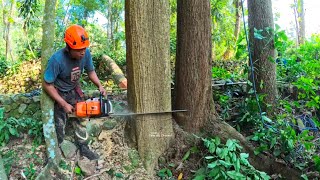 Towering High‼️ cut down 3 mahogany trees in a row  stihl ms 212 [upl. by Eerihs19]