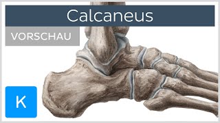 Calcaneus Anatomie und Funktion  Kenhub [upl. by Sutsugua]