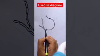 Alveoli Diagram Easy ✅✅youtubeshorts shorts biology viral reels drawing ytshorts [upl. by Murdoch201]