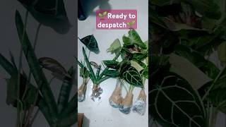 Ready to despatchplants houseplants shortvedio [upl. by Neirda]