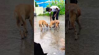 আমাদের কে দেখে দৌরে চলে আসলো ❤️❤️🥰🥰shorts ytshorts doglover trending youtubeshorts [upl. by Ashlin]