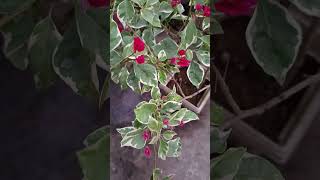 Beautiful Variegated Leaf Bougainvillea  Dr Rao [upl. by Avle]