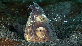 Mucky Secrets  Part 5  Snake Eels amp Moray Eels  Lembeh Strait [upl. by Fredkin366]