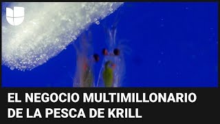 Así es el negocio multimillonario de este diminuto animal llamado krill [upl. by Acirrehs]