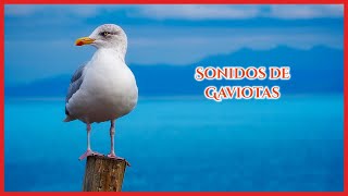 SONIDOS de GAVIOTAS 50 minutos 🐦🎶🔊 [upl. by Dominic515]