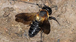 Megachile sculpturalis known as the giant resin bee and sculptured resin bee [upl. by Gombosi]