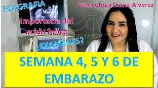 😍EMBARAZO SEMANA a SEMANA PRIMER MES DE EMBARAZO SEMANAS 4 A 7 por GINECOLOGA DIANA ALVAREZ [upl. by Tilden129]