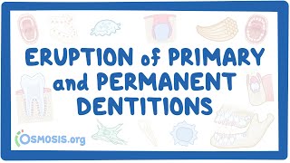 Eruption of primary and permanent dentitions [upl. by Bartlet447]