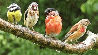 Bird Sounds Spectacular  Birds in The Spring Rain [upl. by Niltac711]