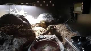 Afghan leopard gecko in bioactive desert enclosure [upl. by Garber]