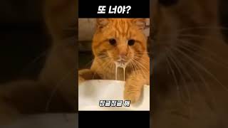 우유 훔쳐먹다 걸린 고양이 ㅋㅋ [upl. by Welsh]