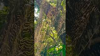 Golden silk orbweavers spidershortvideo shorts [upl. by Rhys]