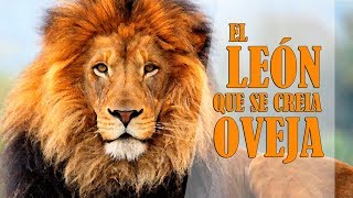 ✅📖📚 EL LEÓN QUE SE CREÍA OVEJACUENTOS CORTOS ESPAÑOL Cuentos para niños La voz del Lápiz [upl. by Cherri]