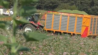 XXL HIRSE häckseln Claas Jaguar 970 mit Orbis 600 kommt an sein Limit Claas Maschinen im Einsatz Hir [upl. by Kred784]