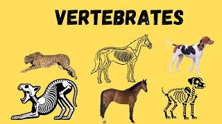 Meet the Animals with Backbones Vertebrates Explained for Kids [upl. by Amice]