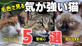 毛色で分かる？気が強い性格の猫5選｜仲良くなるコツは？ [upl. by Nnyltak217]