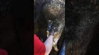 Cattle clipping with a dirty head clippers [upl. by Skipp]