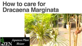 How to care for Dracaena Marginata can we dramatically revive our plant without drooping leaves [upl. by Gauthier]