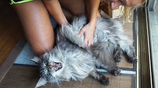 FUNNY CAT MEOW  MAINE COON CAT MEOWS AND GETS A MASSAGE 😻😸😻 SO SWEET LION CAT [upl. by Harrow]