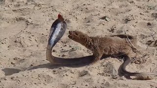 snake vs mongoose real fight  ultimate wild fight in desert [upl. by Old224]