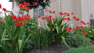 Montbretia  Lucifer Crocosmia Hammingbirds Favorite [upl. by Kenji]