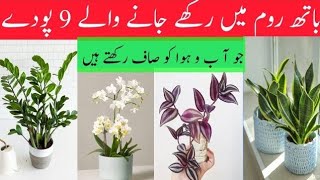 9Indoor plants to Grow In Bathroomshade Loving plantsIndoor Air purifying Plants for Home [upl. by Allisan]