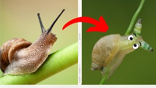 The parasite that makes zombie snails [upl. by Enelra]