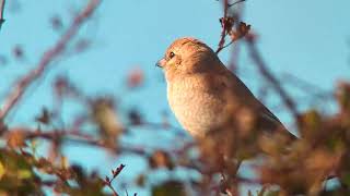 1st Winter Daurian Shrike Bempton Cliffs RSPB East Yorkshire UK 051024 [upl. by Welcy]