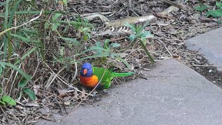 ゴシキセイガイインコ アドベンチャーワールド・鳥の楽園 2020年1月18日 [upl. by Gnilrets644]