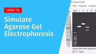 Agarose Gel Electrophoresis in SnapGene [upl. by Millard496]