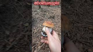 PorcinoBoletSteinpilzeCep shorts new trending nature foryou forest wood fungi mushroom [upl. by Rotkiv]