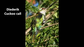 Diederik Cuckoo call [upl. by Ebonee]