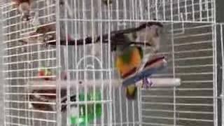 Senegal Parrot Talking and Singing [upl. by Garlan]