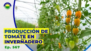 567 Producción de tomate en invernadero [upl. by Searby934]