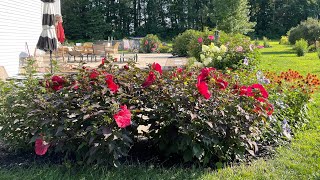 How to Maintain Your Hardy Hibiscus so they Look Beautiful While Blooming and other tips [upl. by Eelyr522]