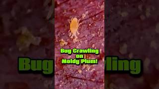 Microscopic Bug Spotted Crawling in Mold on a Plum mold plum mite science shorts [upl. by Jacob]