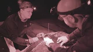 Tagging Leatherback Sea Turtles in Puerto Rico [upl. by Ecirtnom775]