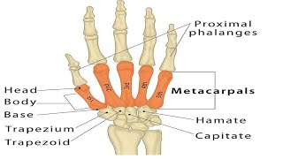 Two Minutes of Anatomy Carpometacarpal Joints CMC Jts [upl. by Imak472]