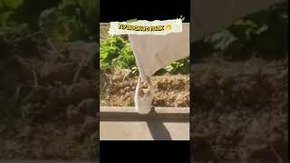 Tolongin Mak 🤭 cat funny shorts short [upl. by Brodsky]