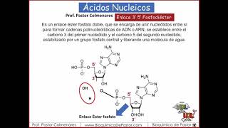 Enlace 3quot 5quot Fosfodiéster  Ácidos Nucleicos Parte III [upl. by Dnaleel]